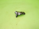 Czujnik mapsensor 0281006028 FIAT FREEMONT I 2.0 D MJET 11-15