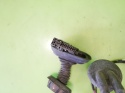 Wiązka instalacja drzwi tył lewa 4F1971693G 4F1971687AG AUDI A6 C6 AVANT